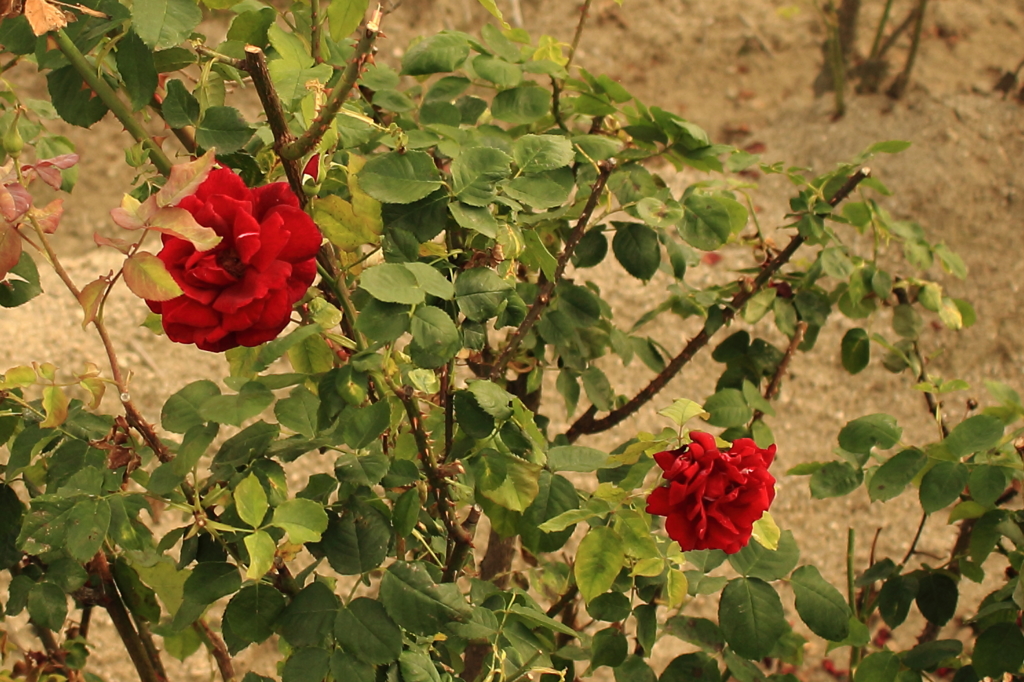 昨日の写真カラー