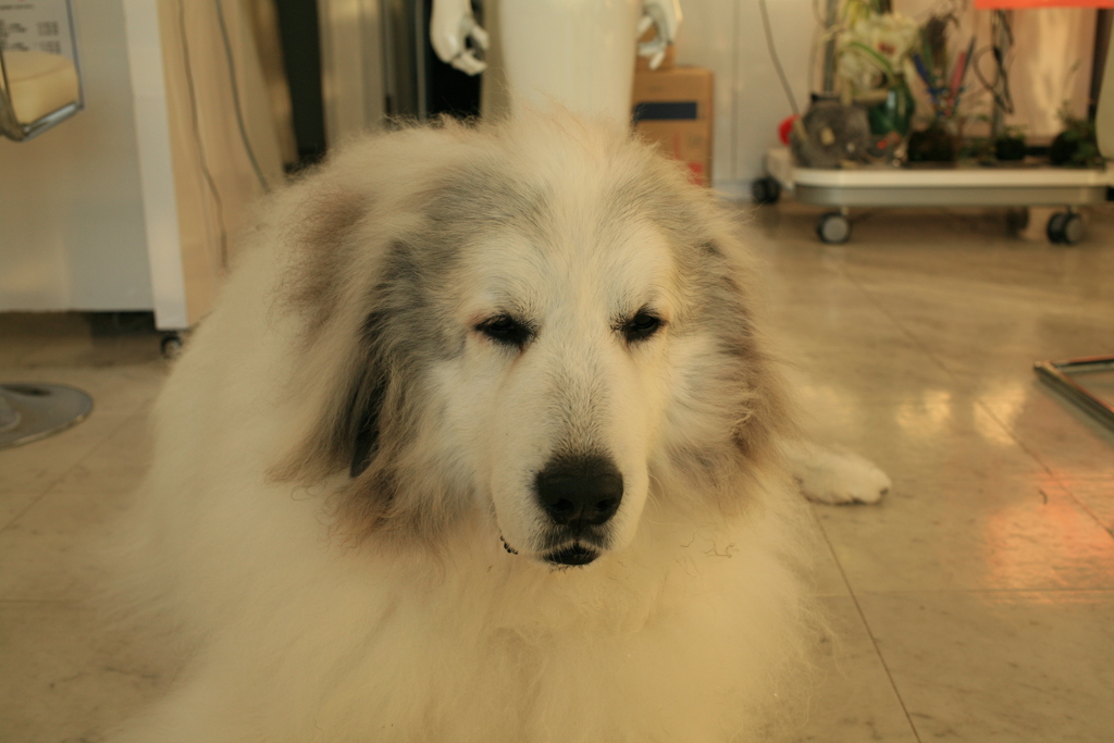 お店番してるココ様