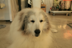 お店番してるココ様