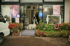 門番してるココさん