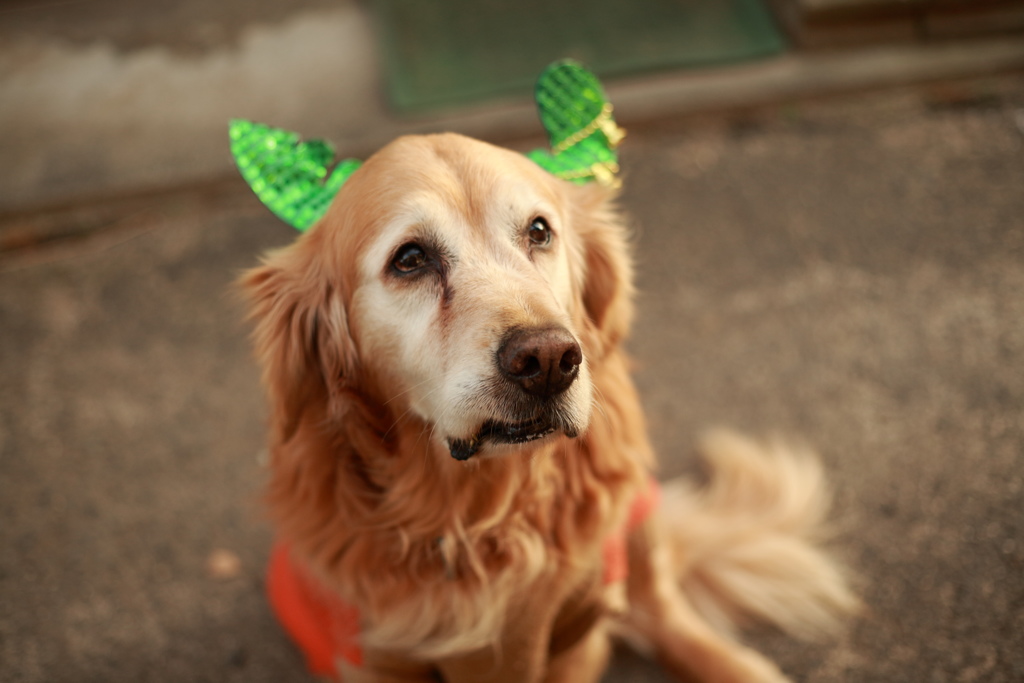 クリスマスバージョンのみゅうちゃん