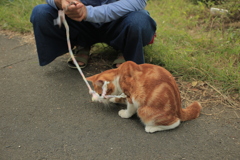 にゃんこが釣れた
