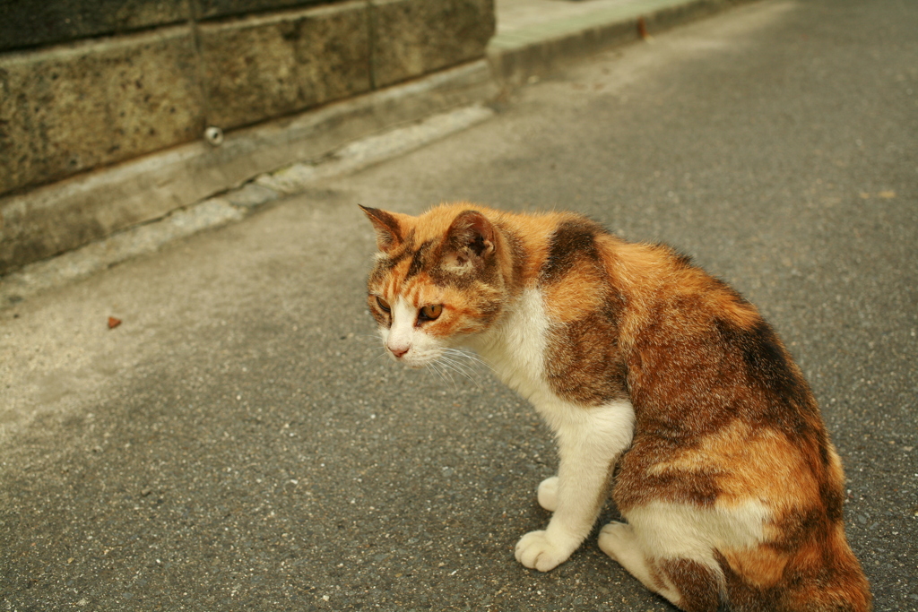 ミケさん