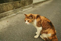 ミケさん