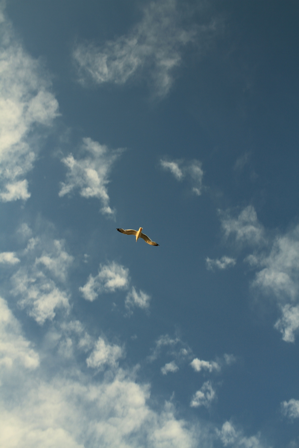 カモメがとんだ日