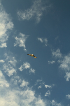 カモメがとんだ日