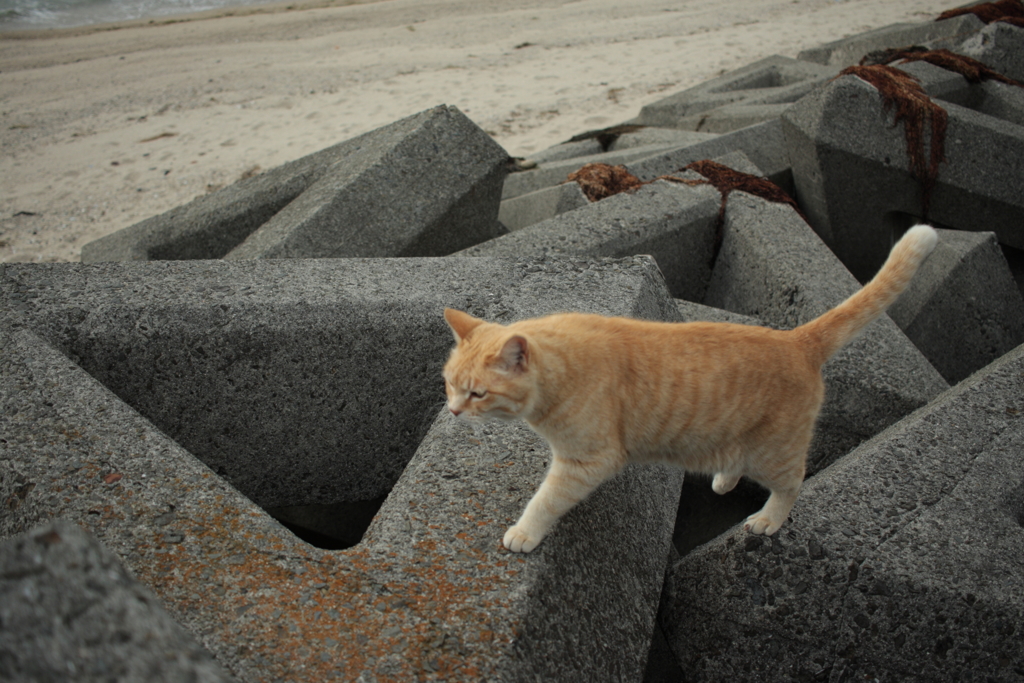 やってくるトラヤン