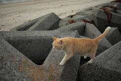 やってくるトラヤン