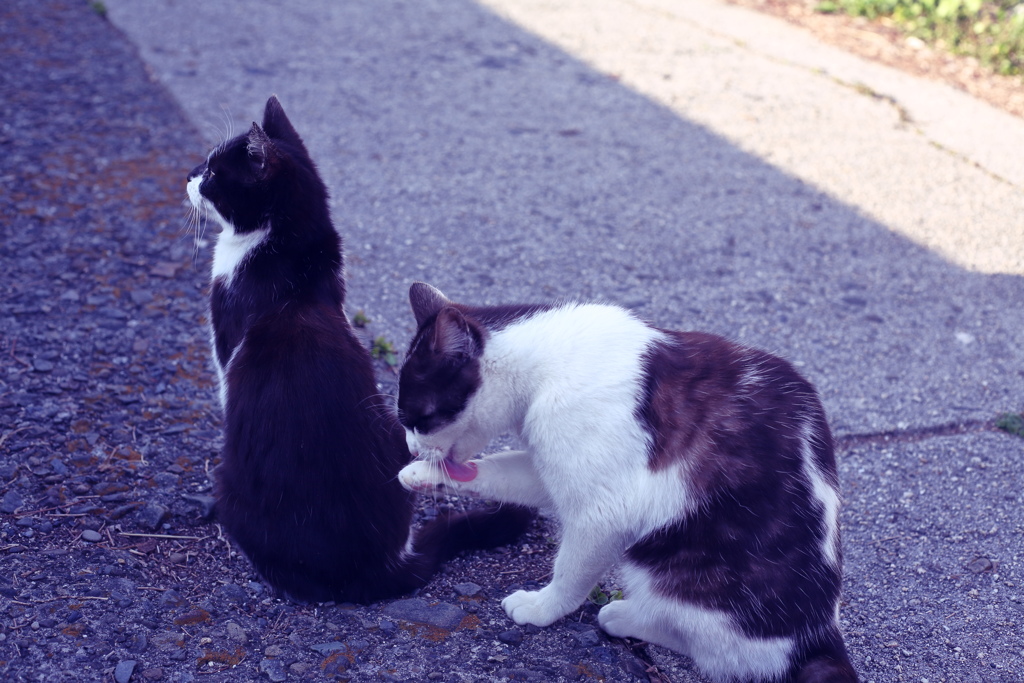 外は夜寒いんだろうな
