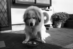 晩御飯を食べるココさん