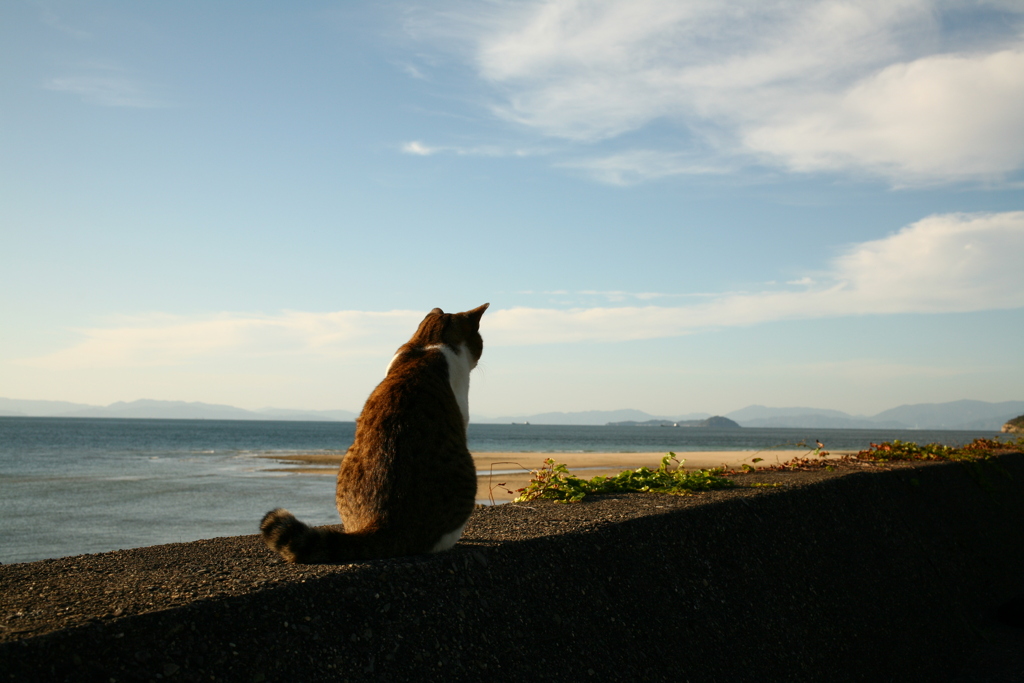 トム君と海
