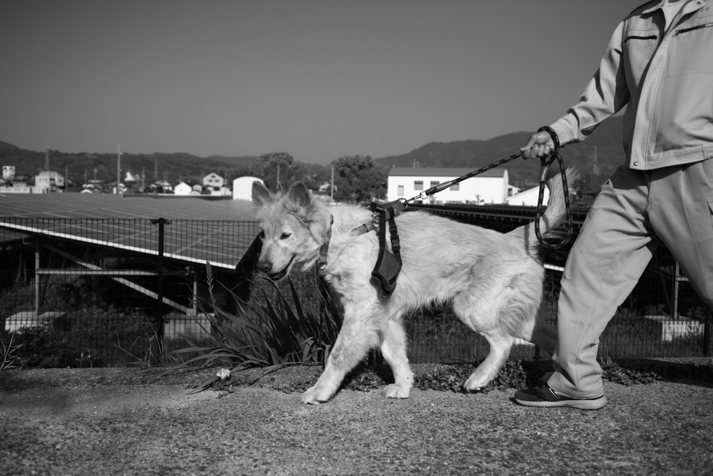 散歩してるダイちゃん