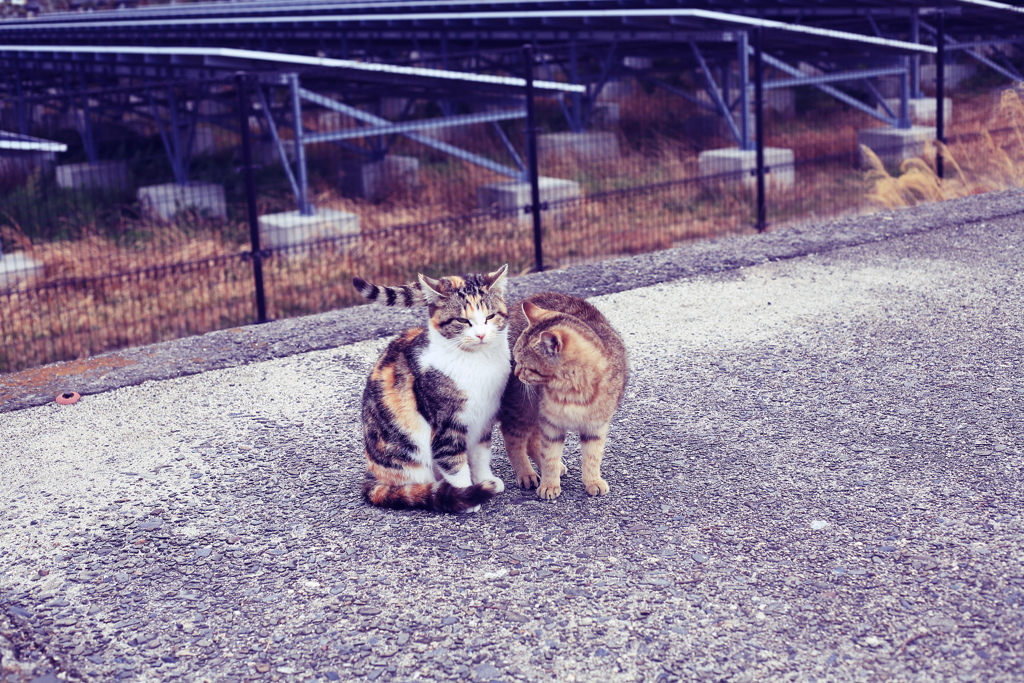 フイルム風＠2019-02-02