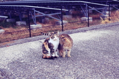 フイルム風＠2019-02-02