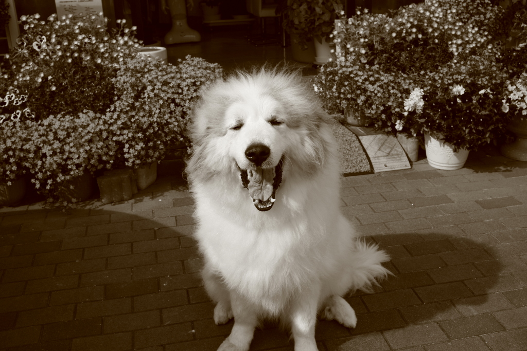 7歳のお誕生日のココさん