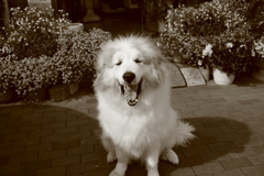 7歳のお誕生日のココさん