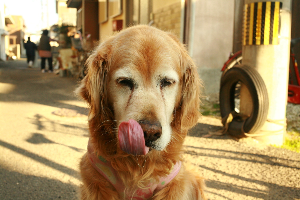 お宿番してるみゅうちゃん