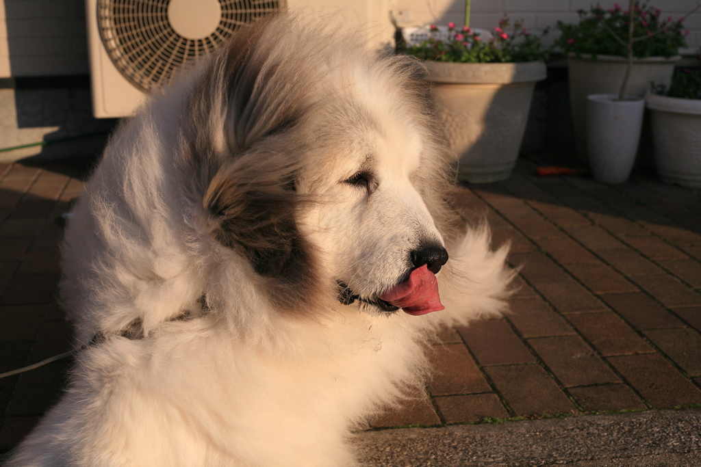 今日のココさん