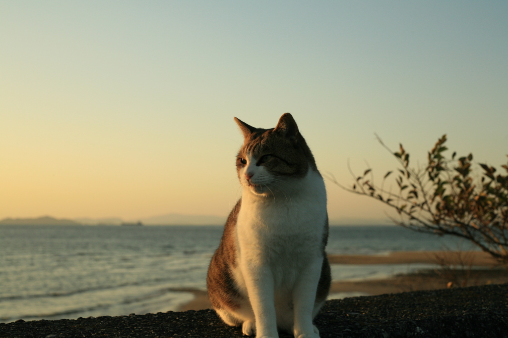 トム君