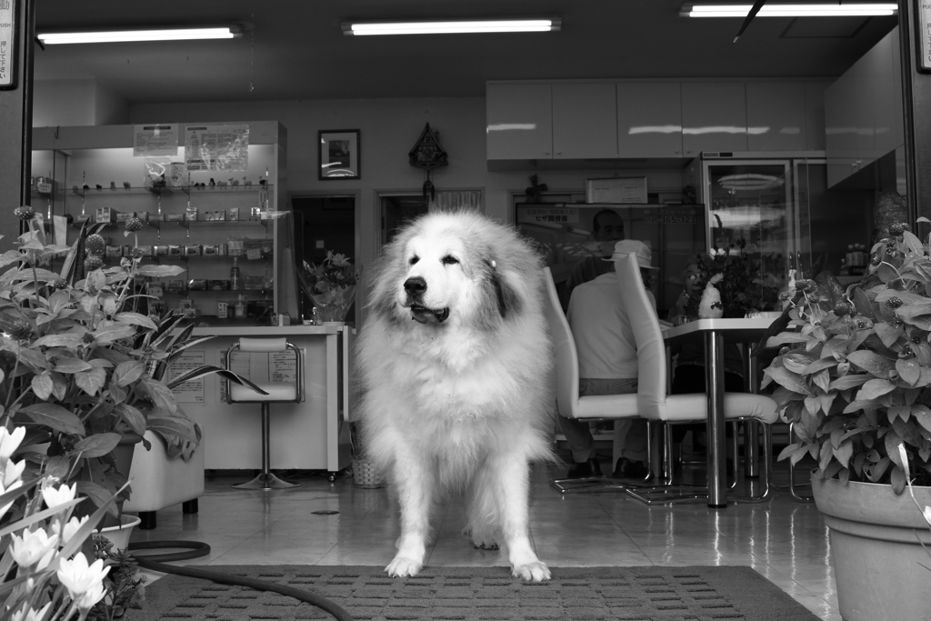 お店番してるココさん