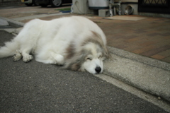 番犬してるココ様