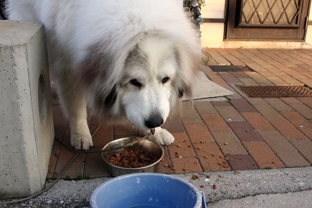 ご飯を食べるココちゃん