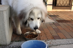 ご飯を食べるココちゃん