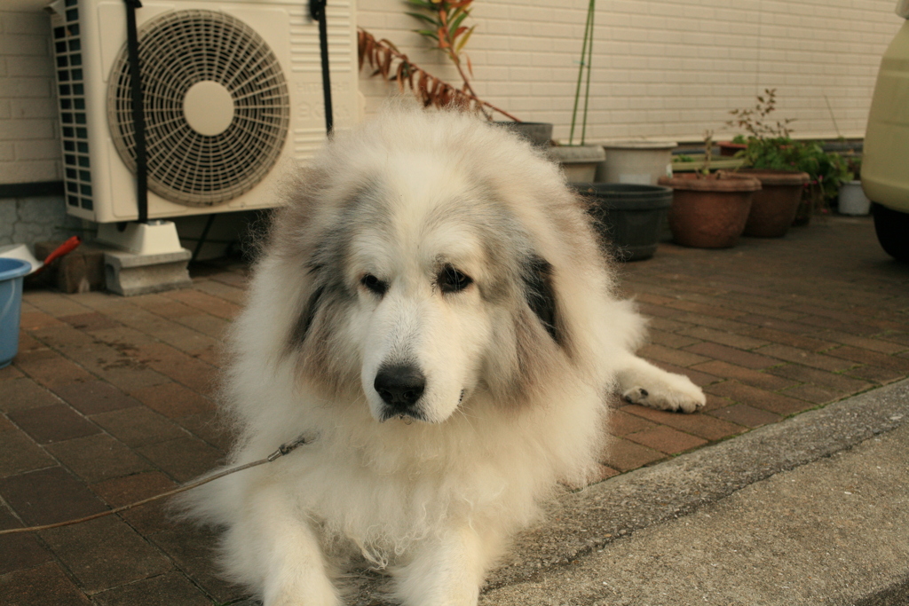 まったりしてるココさん