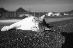 光合成してるトム君