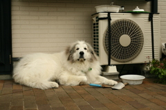 朝、番犬してるココ様