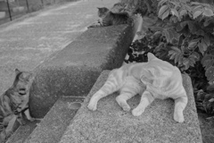 モノクロ＠2018-08-02