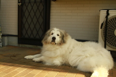 番犬してるココさん