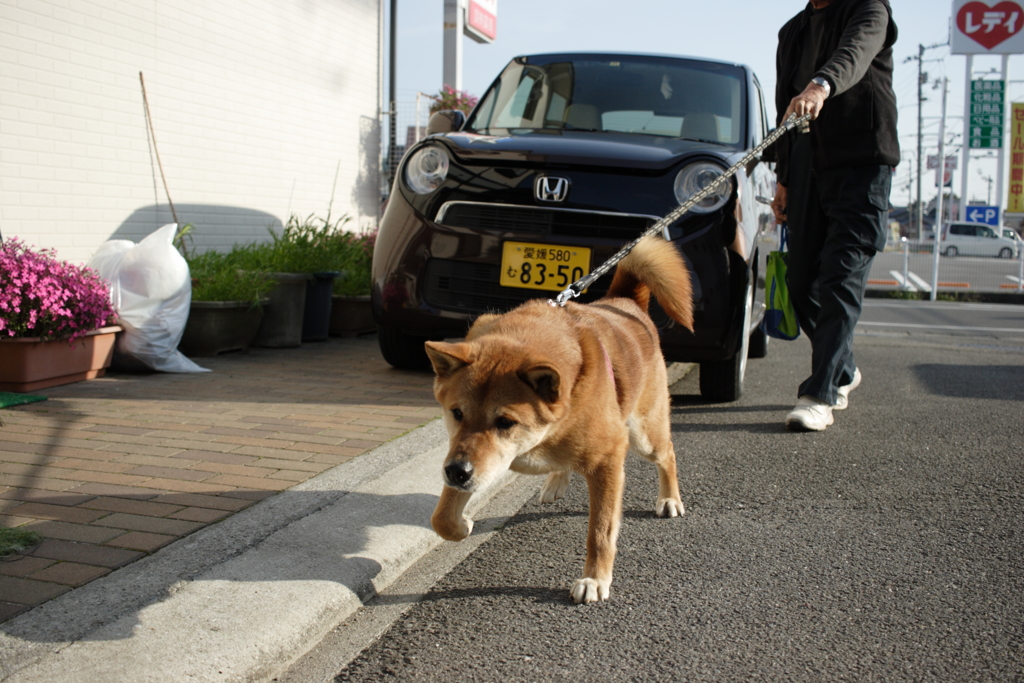 ココちゃんに駆け寄ってくるモクちゃん