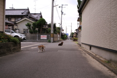 ミケさんとカボちゃん