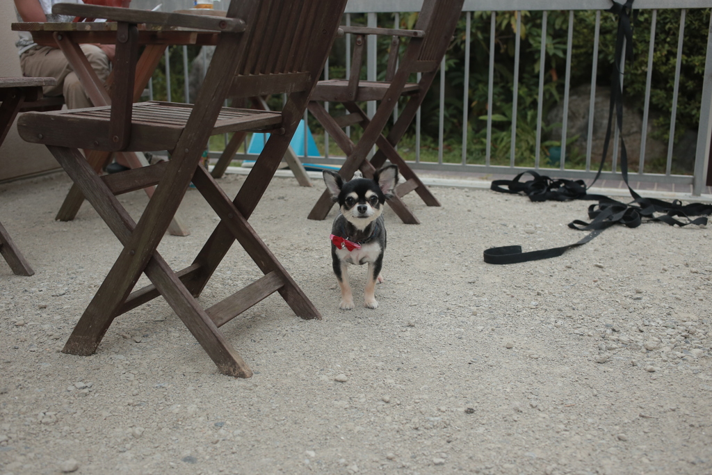 ちょびちゃん？だったかな？