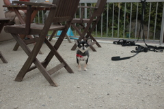 ちょびちゃん？だったかな？