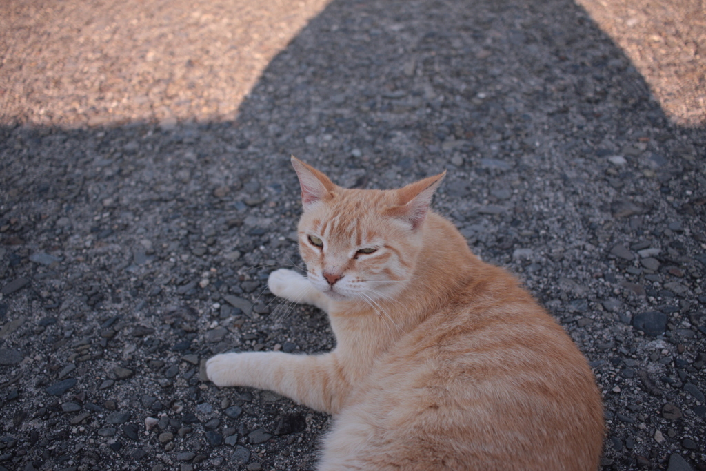 最近は目やにを取らせてくれないトラヤン
