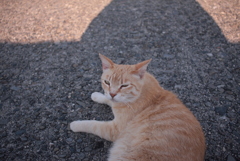 最近は目やにを取らせてくれないトラヤン