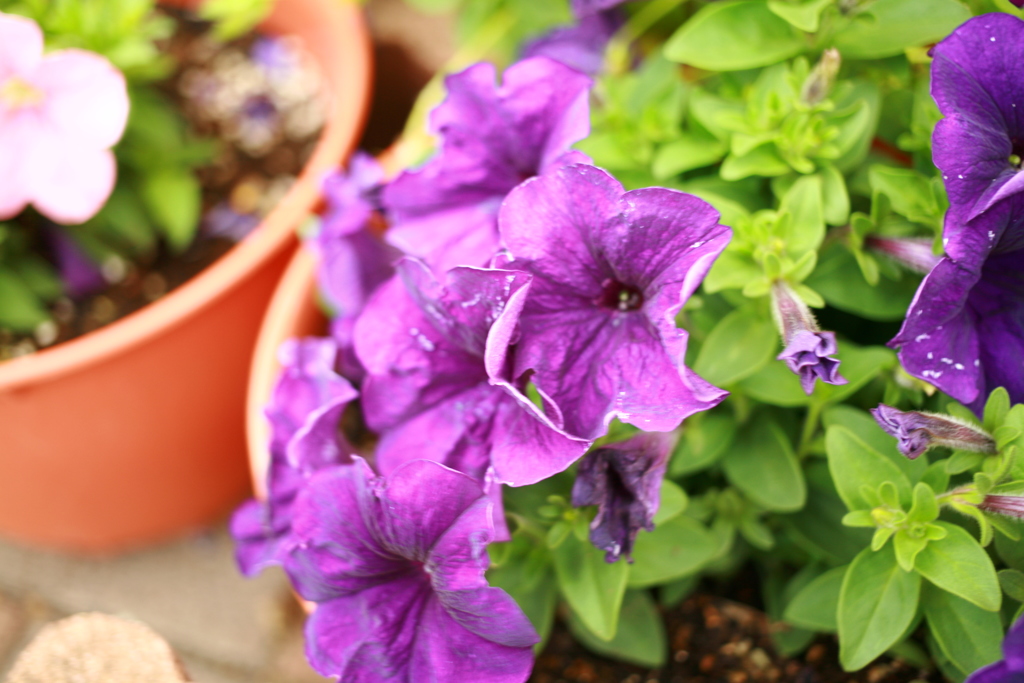 ココさん所の花