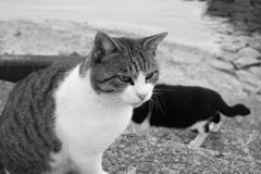 今日も元気なトム君