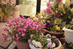 ココさん所の花