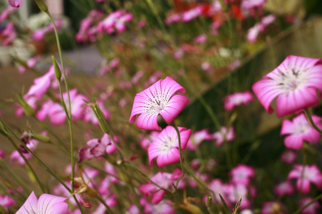 ココさんところの花