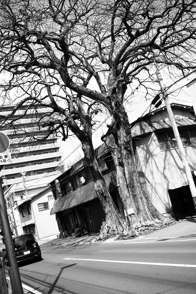 モノクロ　松山