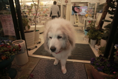 今日もお店番のココ様