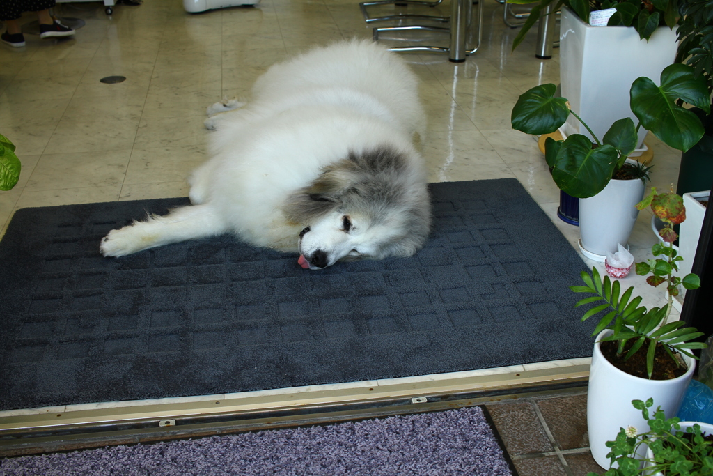 ココちゃんは夏バテ気味