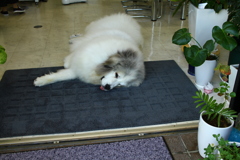 ココちゃんは夏バテ気味