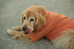 ぺろんちょしてるみゅうちゃん