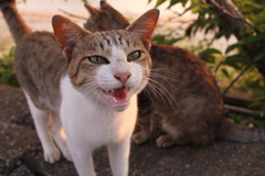 トムくん