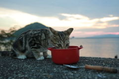 仔猫