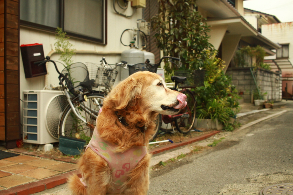 お宿番してるみゅうちゃん